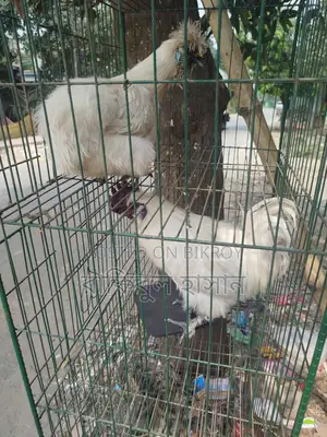 একজোড়া সিল্কি মুরগি বিক্রি করা হবে।