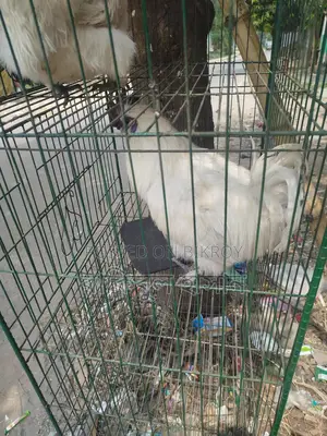 একজোড়া সিল্কি মুরগি বিক্রি করা হবে।