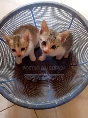 বিড়াল দত্তক