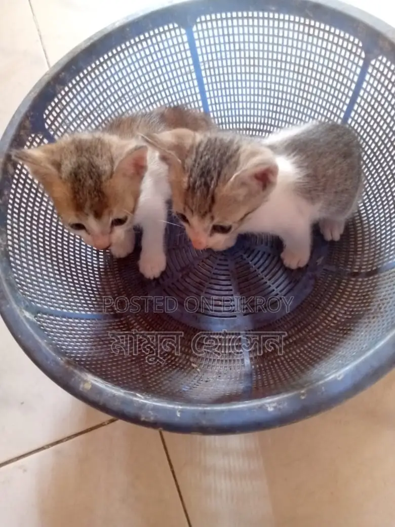 বিড়াল দত্তক