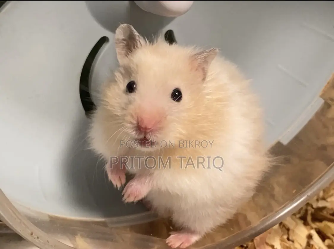 Syrian Hamster