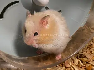 Syrian Hamster