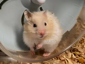 Syrian Hamster