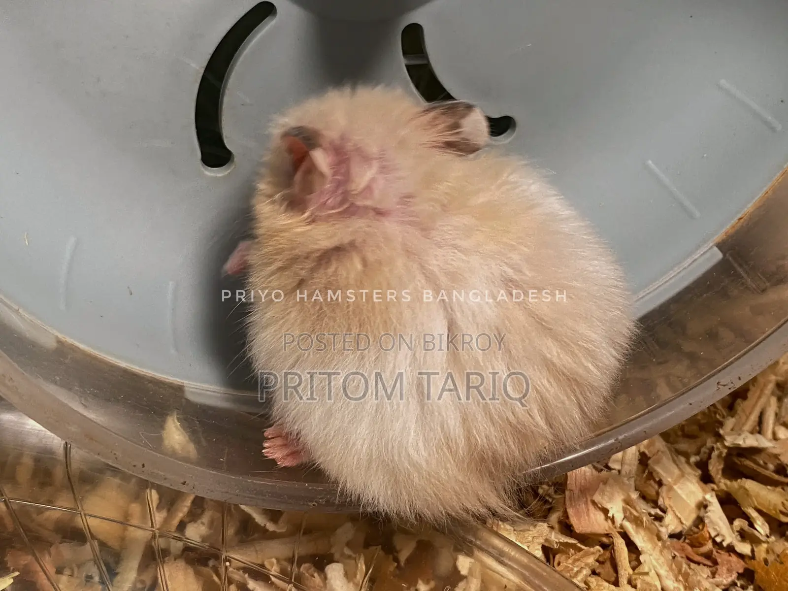 Syrian Hamster