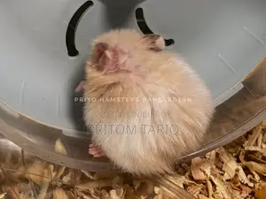 Syrian Hamster