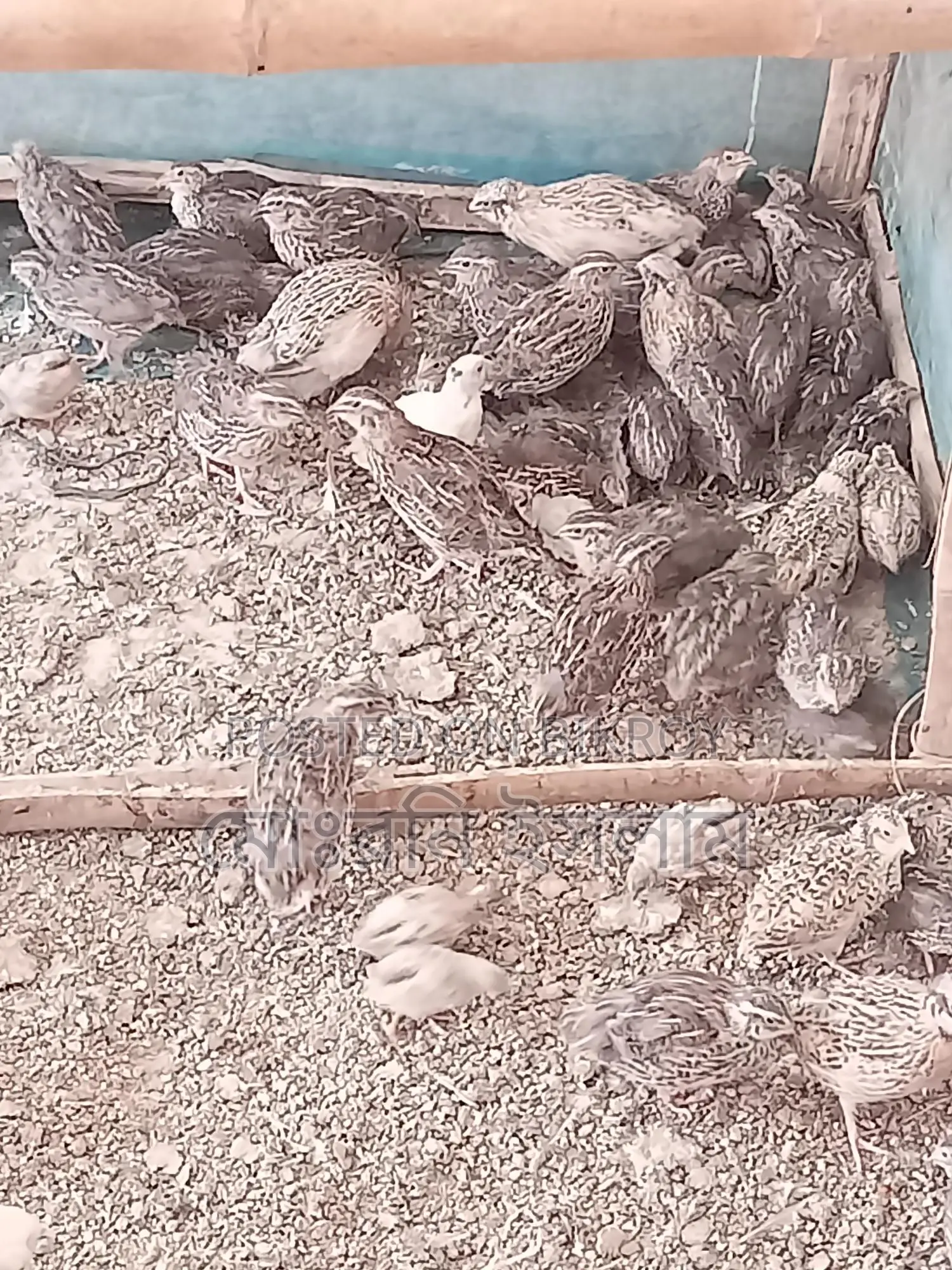 Japanese Quail Birds and Hatching Eggs