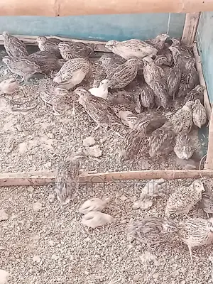 Japanese Quail Birds and Hatching Eggs