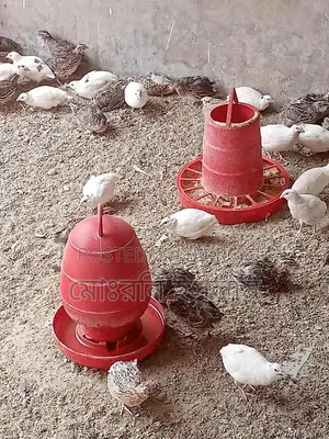 Japanese Quail Birds and Hatching Eggs
