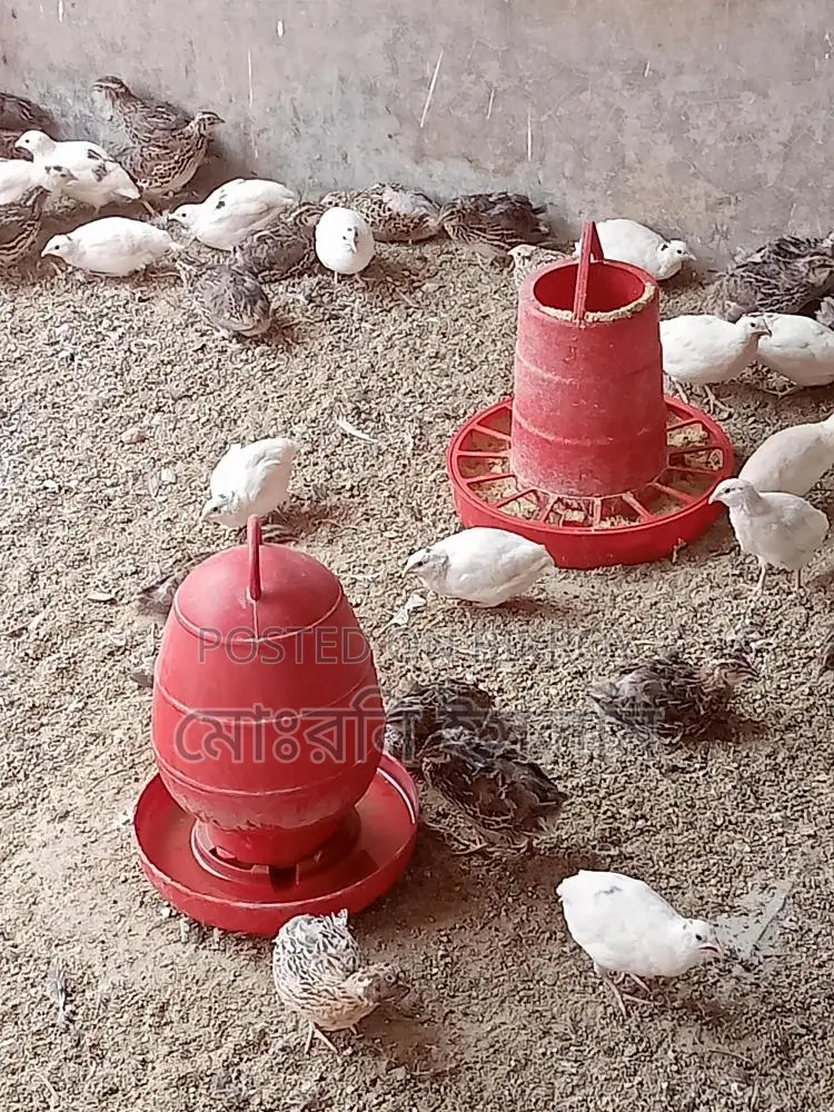 Japanese Quail Birds and Hatching Eggs