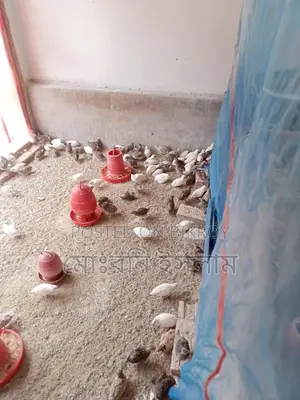 Japanese Quail Birds and Hatching Eggs