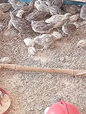 Japanese Quail Birds and Hatching Eggs