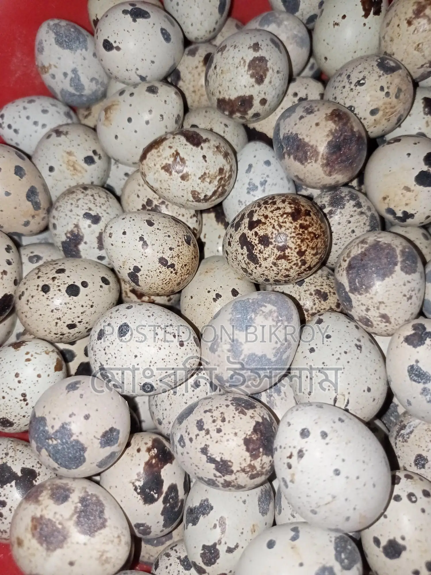 Japanese Quail Birds and Hatching Eggs