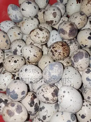 Japanese Quail Birds and Hatching Eggs