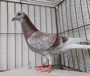 One Red Checker Racer Male Pigeon
