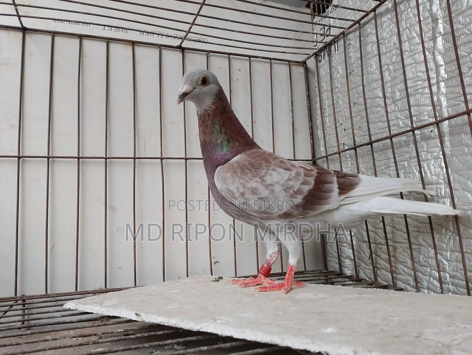 One Red Checker Racer Male Pigeon