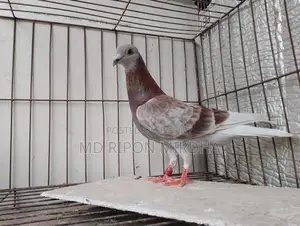 One Red Checker Racer Male Pigeon