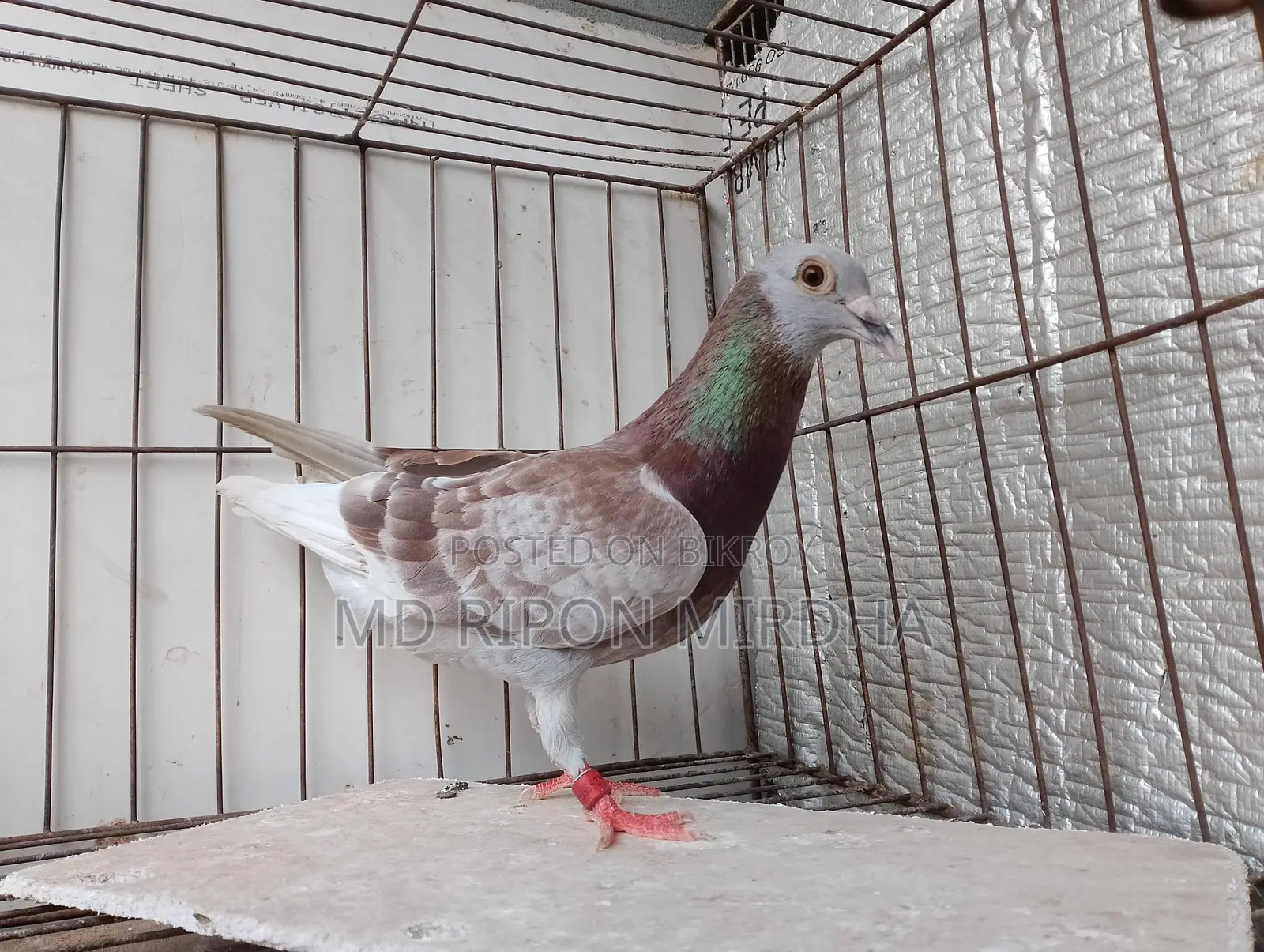 One Red Checker Racer Male Pigeon