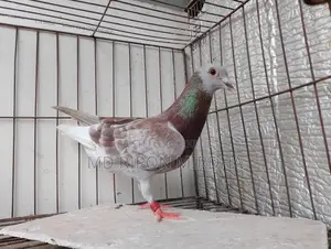 One Red Checker Racer Male Pigeon