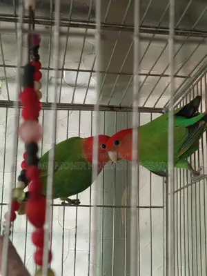 এক জোড়া লাভবার্ডস এডাল্স অতি তারাতারি ডিম দিবে
