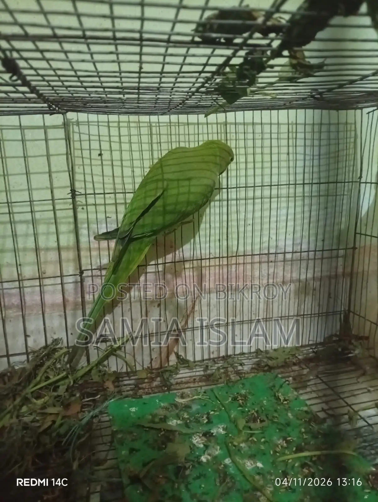 Indian Ringneck Parakeet (Female)
