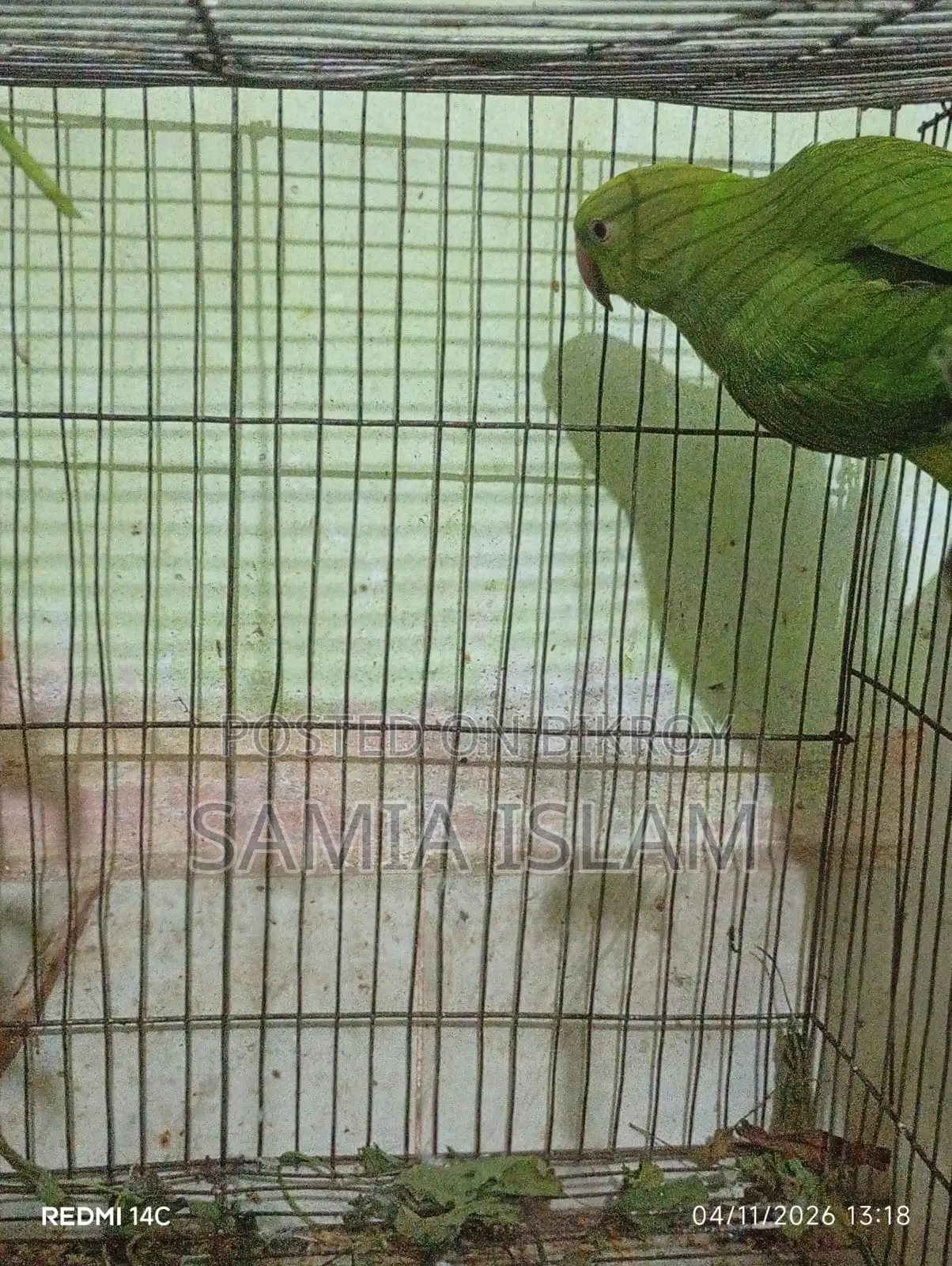 Indian Ringneck Parakeet (Female)