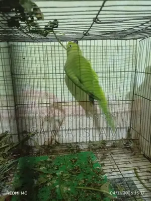 Indian Ringneck Parakeet (Female)