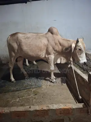 4-Tooth Qurbani Cattle