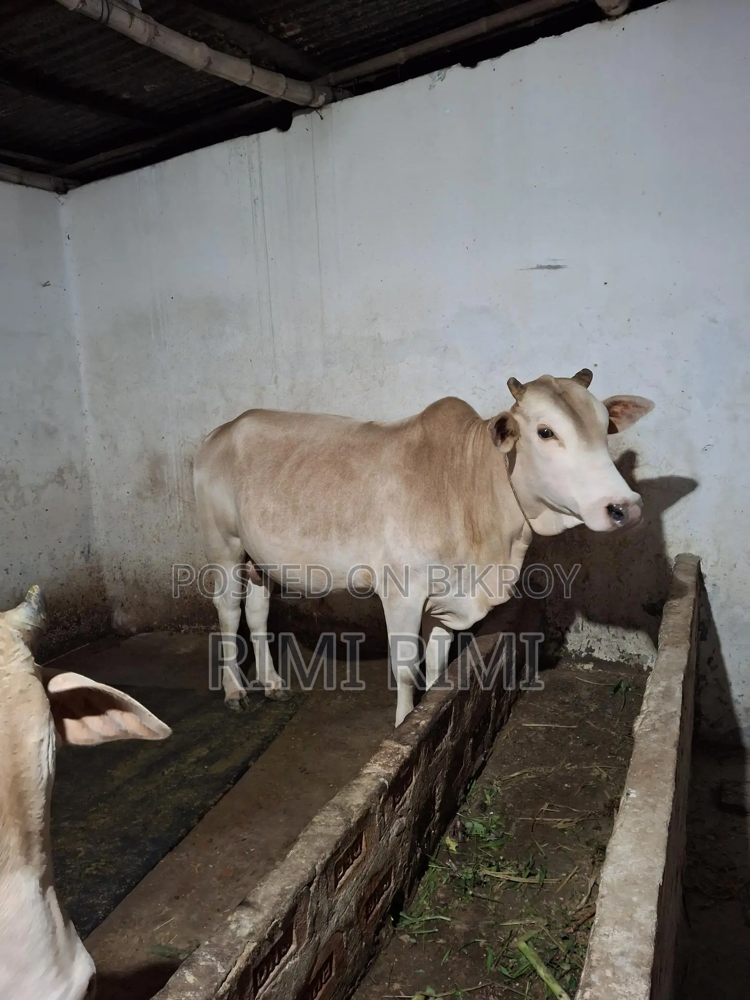4-Tooth Qurbani Cattle