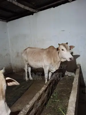 4-Tooth Qurbani Cattle
