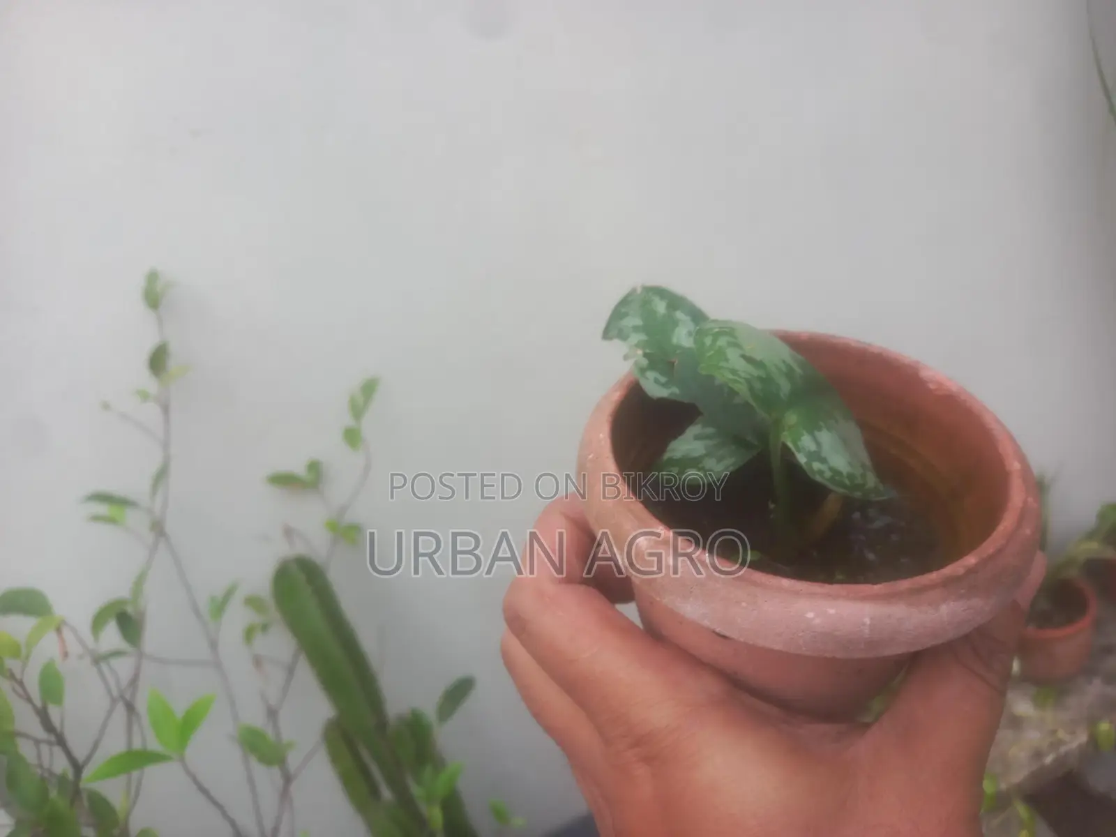 ইনডোর প্লান্ট
