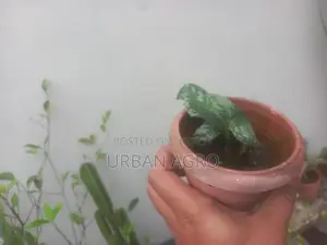 ইনডোর প্লান্ট
