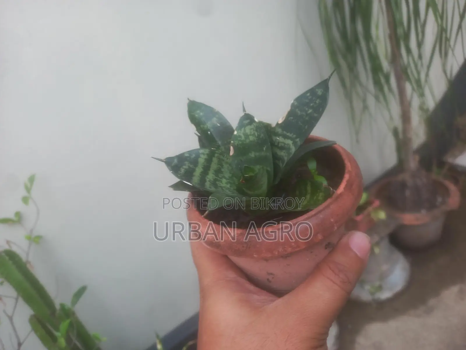 ইনডোর প্লান্ট
