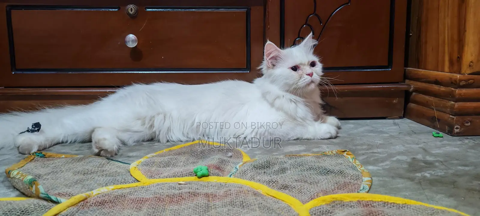I want to sell my pet cat