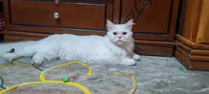 আমার পোষা বিরাটি বিক্রি করতে চাই
