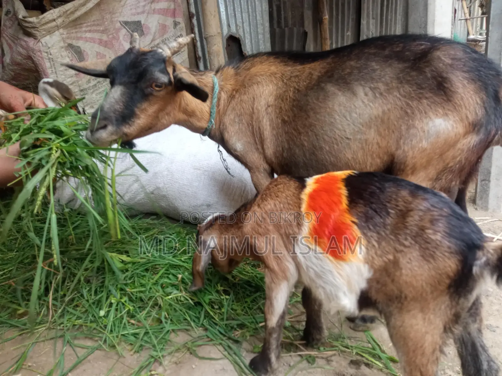 2 goats for sale together, medium castrated goat + Burani