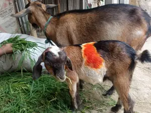 2 goats for sale together, medium castrated goat + Burani