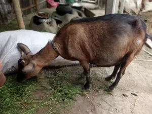 2 goats for sale together, medium castrated goat + Burani