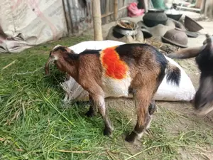 2 goats for sale together, medium castrated goat + Burani