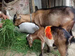 2 goats for sale together, medium castrated goat + Burani