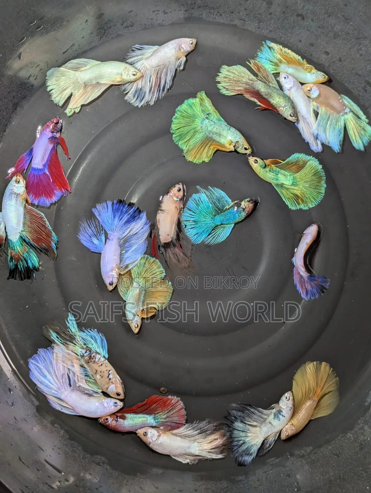 Betta Fish Halfmoon Pair