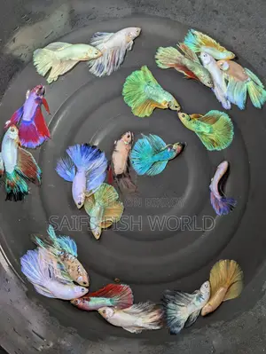 Betta Fish Halfmoon Pair