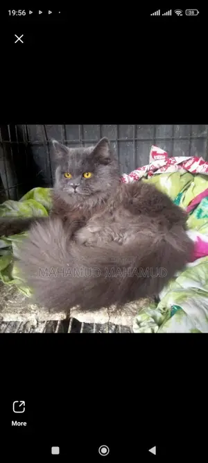 Persian Cat