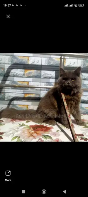 Persian Cat