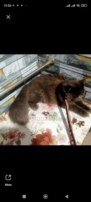 Persian Cat
