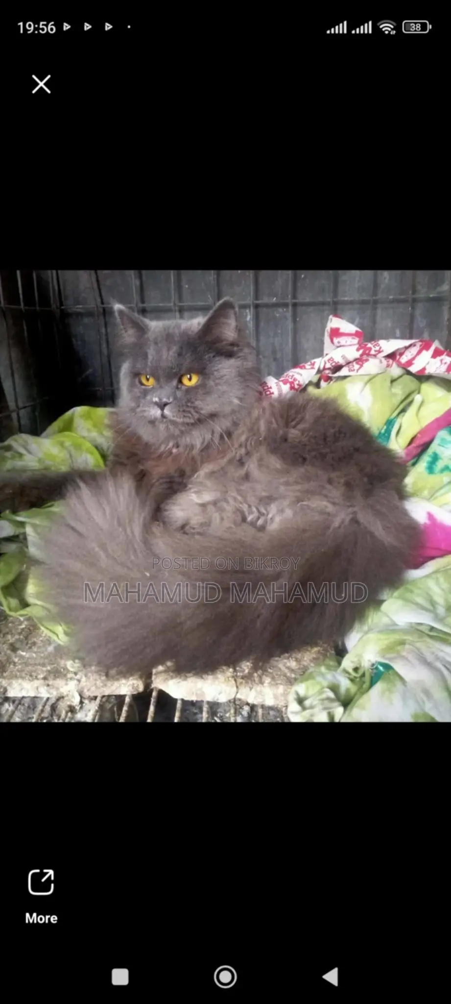 Persian Cat