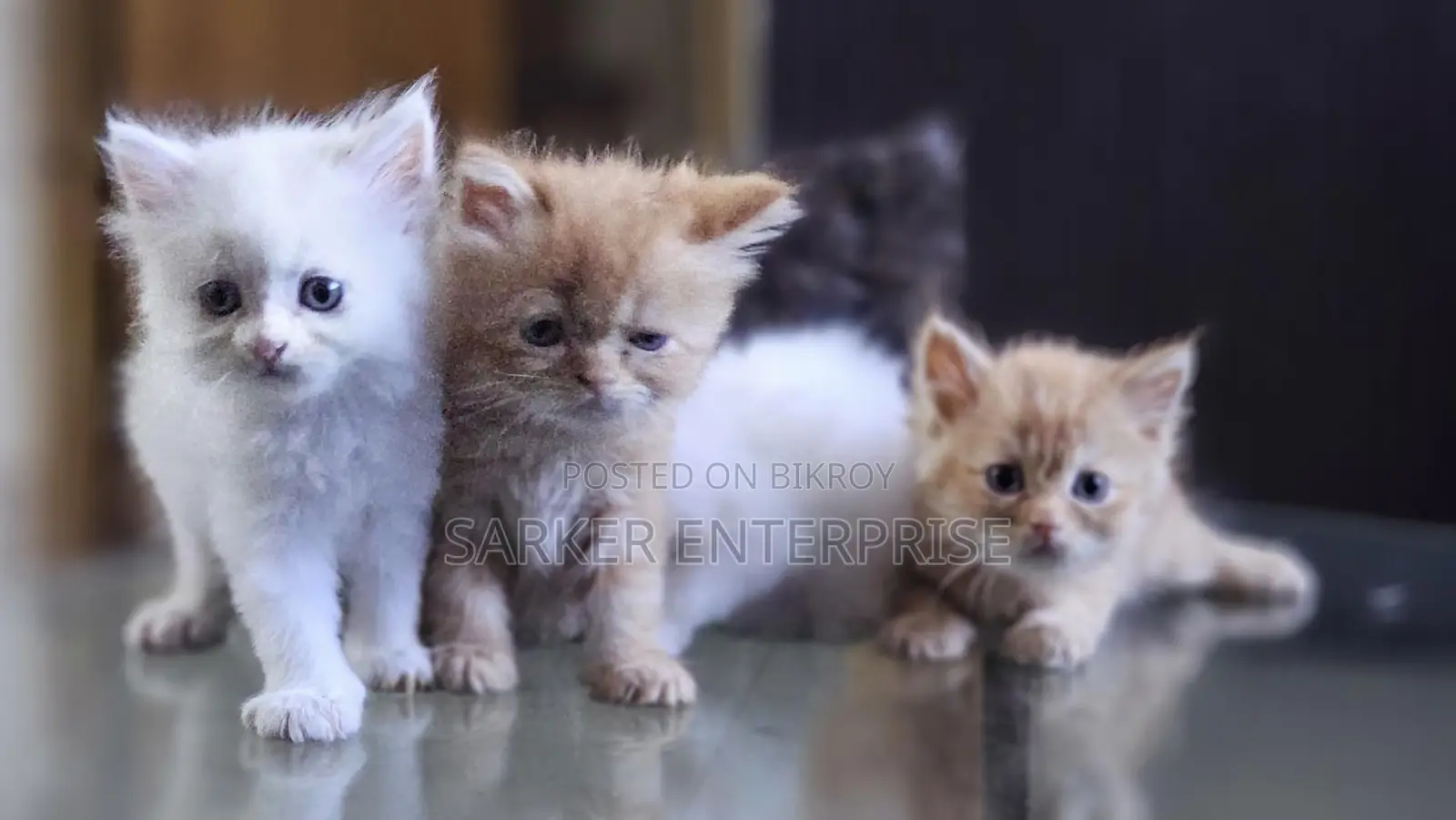 Cute Persian Kitten