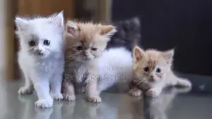 Cute Persian Kitten
