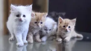 Cute Persian Kitten