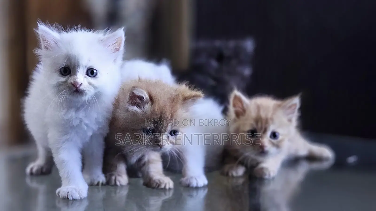 Cute Persian Kitten