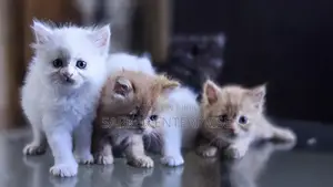 Cute Persian Kitten